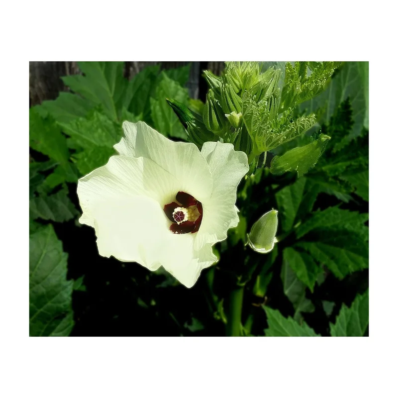 ibspot-44971291