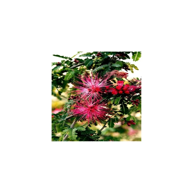 ibspot-46780758
